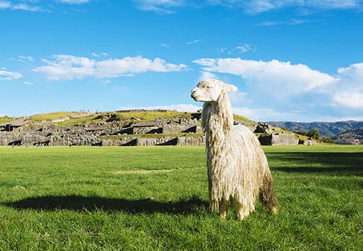 City Tour Cusco + Ruinas Solo Transporte y Guía